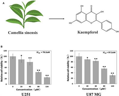 Anti-glioblastoma Activity of Kaempferol via Programmed Cell Death Induction: Involvement of Autophagy and Pyroptosis